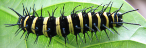 Cethosia cydippe chrysippe - Final Larvae